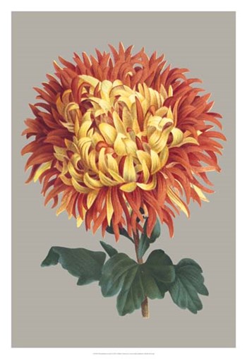 Chrysanthemum on Gray I by Vision Studio art print