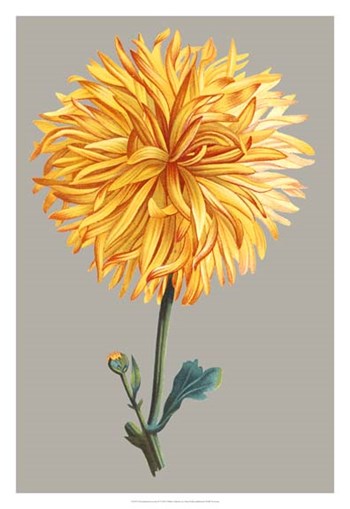 Chrysanthemum on Gray IV by Vision Studio art print