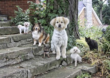 Furry Family by Liz Zernich art print