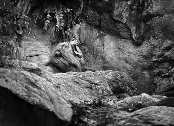 Lion I by Michael de Guzman art print