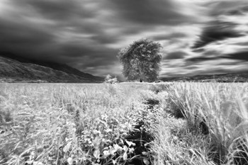 Lone Tree, Dingalan by Michael de Guzman art print