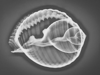 Caracol Estudio 3 Xray by Moises Levy art print