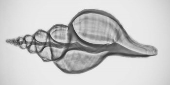 Caracol Xray 1 by Moises Levy art print