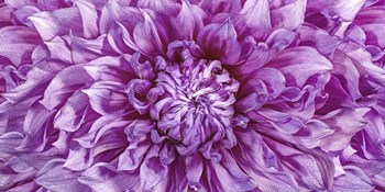 Dalia 4 Wet Color Cuadrada by Moises Levy art print