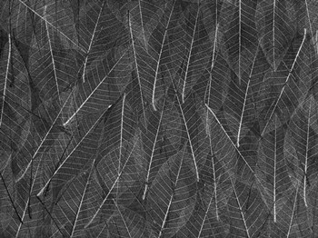 Leaves 1 by Moises Levy art print