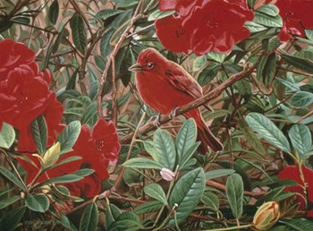Summer Tanager by Ron Parker art print