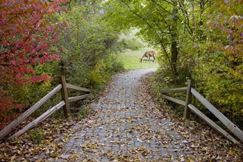 Deer in the Woods, Farmington Hills, Michigan 08 by Monte Nagler art print