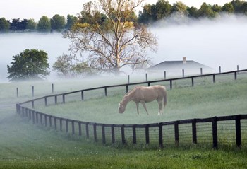 Horses in the Mist #3, Kentucky 08 by Monte Nagler art print