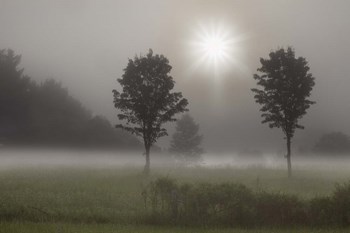Two Trees &amp; Sunburst, Logan, Ohio 10 by Monte Nagler art print