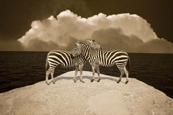 Two Zebras, Port Austin, MI 11 by Monte Nagler art print