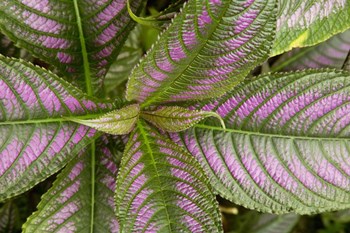 Persian Shield Leaves, Ann Arbor, Michigan 13 by Monte Nagler art print