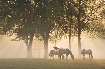 Horses in the mist by Monte Nagler art print