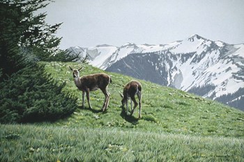 Summer Grass by Ron Parker art print