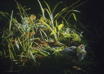 Golden Crowned Kinglet by Ron Parker art print