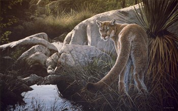 Creekside Cougar by Ron Parker art print