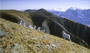 Dall Sheep by Ron Parker art print