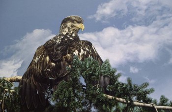 Taking In The Sun by Ron Parker art print