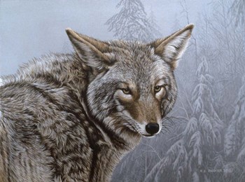 Coyote Portrait by Ron Parker art print