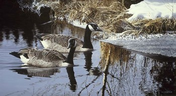 Spring Arrivals- Canada Geese by Ron Parker art print