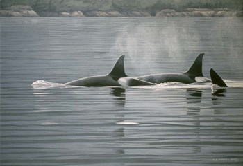 Coastal Vapours by Ron Parker art print