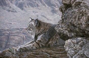 Resting Bobcat by Ron Parker art print