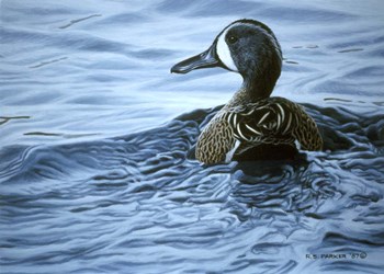 Blue Winged Teal by Ron Parker art print