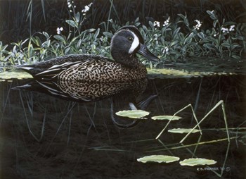 Teal On Water by Ron Parker art print