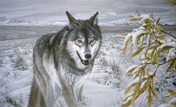 Lone Wolf by Ron Parker art print