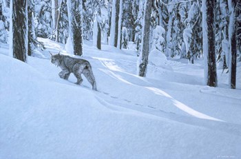 Northern Winter by Ron Parker art print