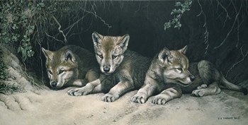 Three Little Wolves by Ron Parker art print