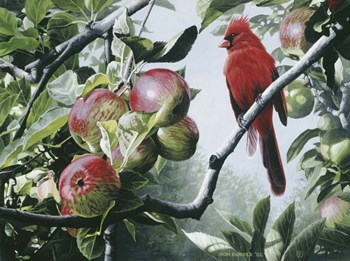 Cardinal And Apples by Ron Parker art print
