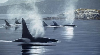 Morning Mist by Ron Parker art print