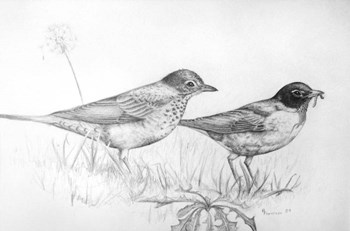 Two Bird Study by Rusty Frentner art print
