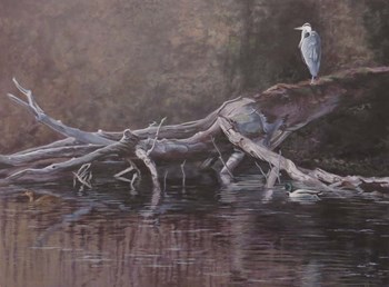 Great Blue by Rusty Frentner art print