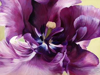 Purple Tulip Close-up by Luca Villa art print