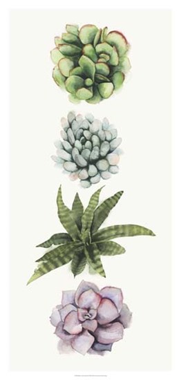Row of Succulents II by Grace Popp art print