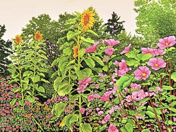 Sunflower Quartet by Thelma Winter art print