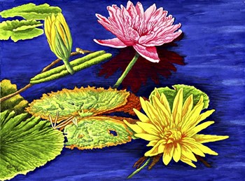 Water Lilies III by Thelma Winter art print
