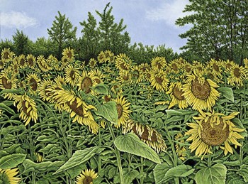 Sunflowers by Thelma Winter art print