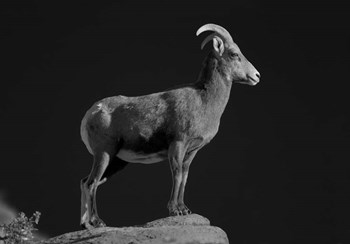 Bighorn Portrait by Thomas Haney art print