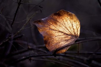 Bright Leaf by Thomas Haney art print
