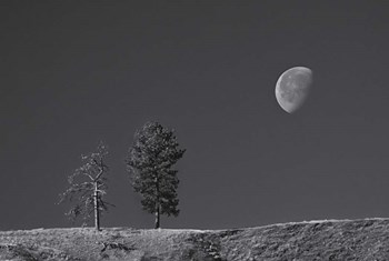 Moon Trees Hill by Thomas Haney art print