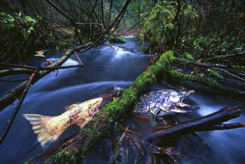 Salmon Trapped by Thomas Haney art print