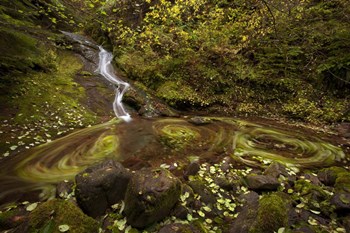 Three Blurs by Thomas Haney art print