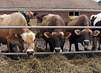 Cows by Thomas Linker art print