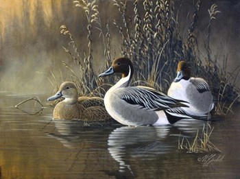 Pintail Trios by Wilhelm J. Goebel art print