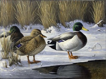 Mallards by Wilhelm J. Goebel art print