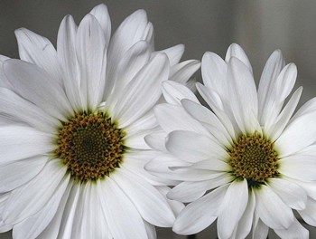 Don&#39;t Eat Daisies I by Willow Way Studios, Inc. art print