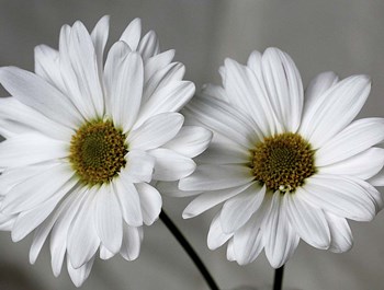 Don&#39;t Eat Daisies II by Willow Way Studios, Inc. art print