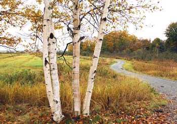 Birches by Willow Way Studios, Inc. art print